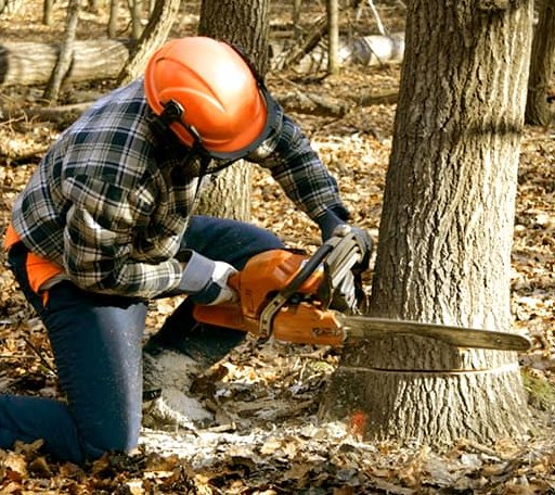 Tree Removal in Dickens, IA
